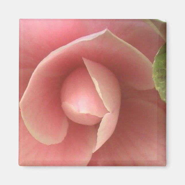 Imán Pink Camellia Magnet (Frente)