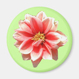 Imán Pink Dahlia Magnet