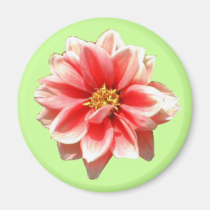 Imán Pink Dahlia Magnet