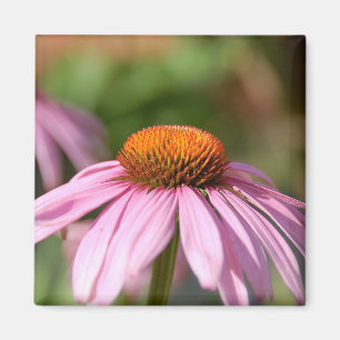 Imán Pink Daisy Magnet