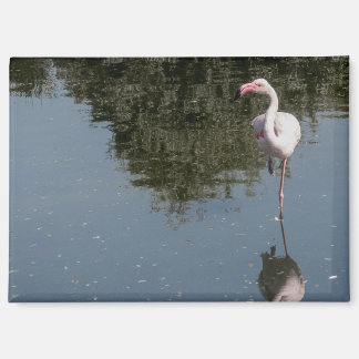 Imán pink flamingo in the water