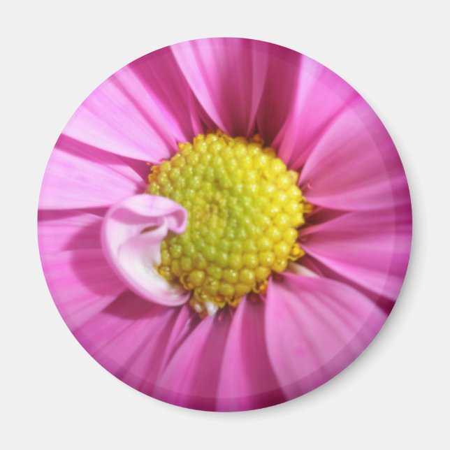 Imán Pink Gerber Daisy Magnet (Frente)