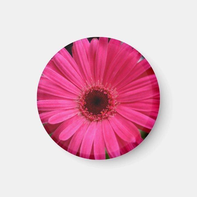 Imán Pink Gerbera Daisy Magnet (Frente)