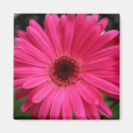 Imán Pink Gerbera Daisy Magnet