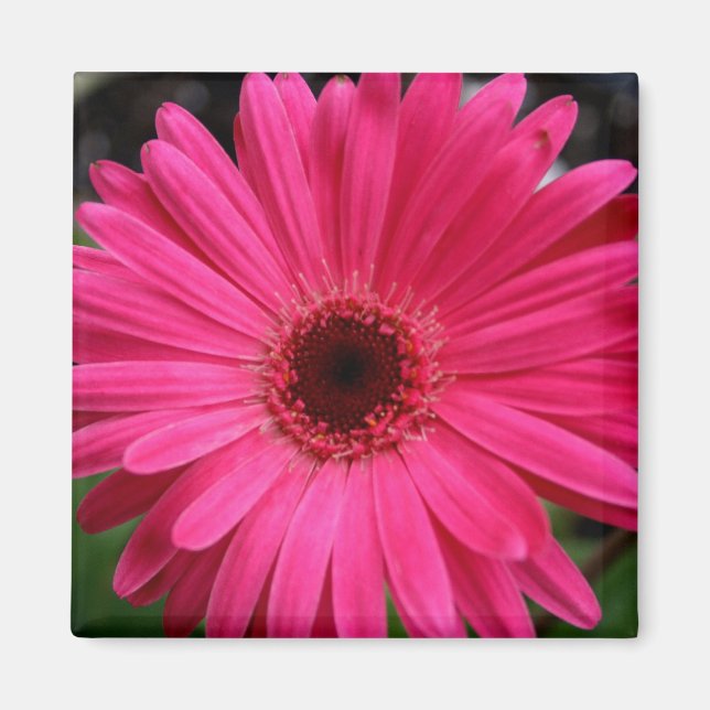 Imán Pink Gerbera Daisy Magnet (Frente)