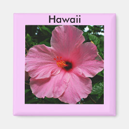 Imán Pink Hawaiian Hibiscus Magnet