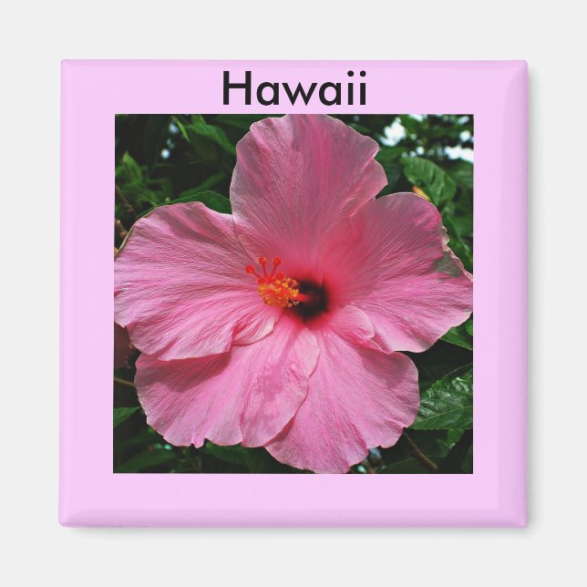 Imán Pink Hawaiian Hibiscus Magnet (Frente)