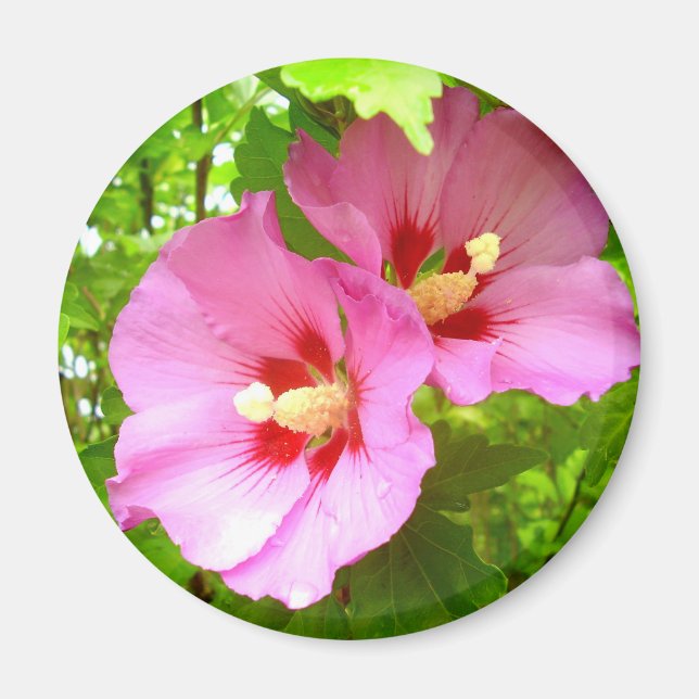 Imán Pink Hibiscus Magnet (Frente)