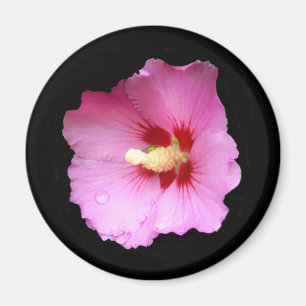 Imán Pink Hibiscus Magnet