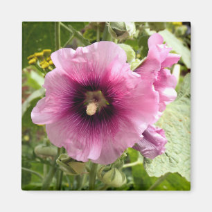IMÁN PINK HOLLYHOCK
