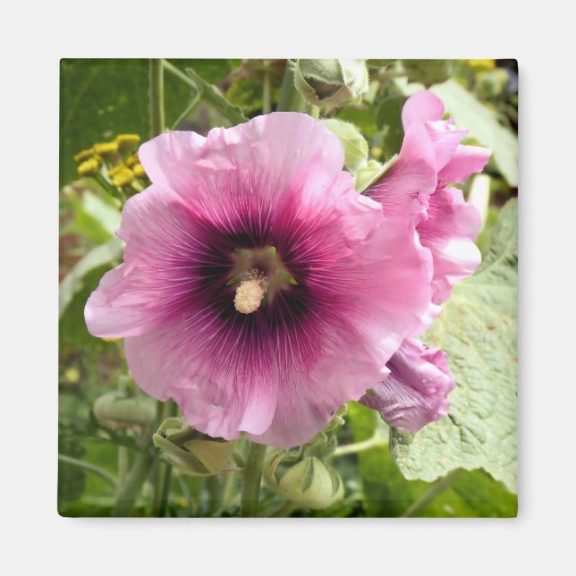 IMÁN PINK HOLLYHOCK (Frente)