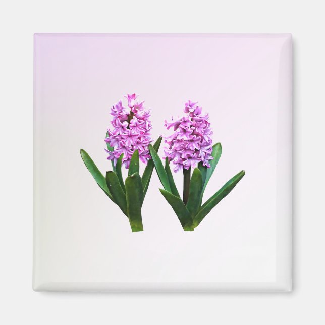 Imán Pink Hyacinth Duo (Frente)