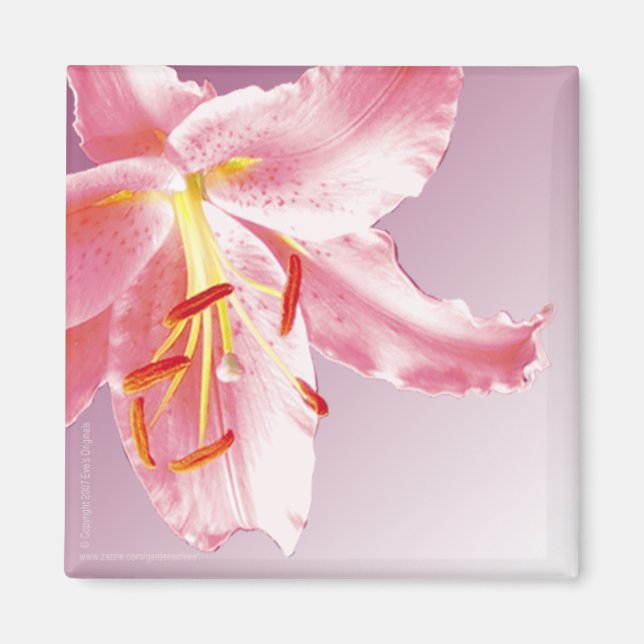 Imán PINK LILY Sq Magnet (Frente)