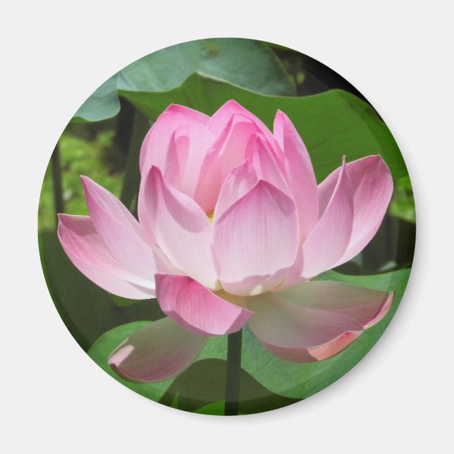 Imán Pink Lotus Bloom (Frente)