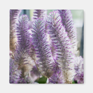 Imán Pink Mulla Mulla Magnet