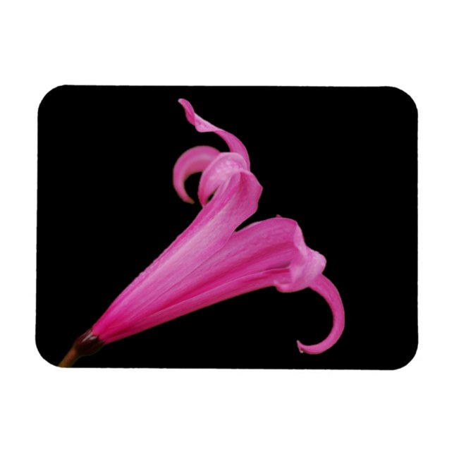 Imán Pink Nerine Flower Magnet (Horizontal)