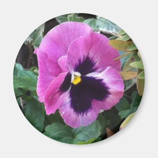 Imán Pink Pansy Magnet
