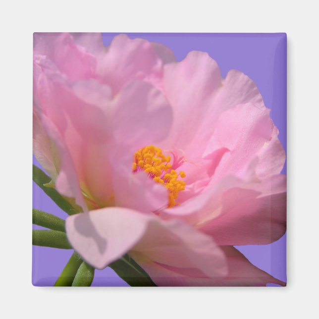 Imán Pink Peony Magnet (Frente)