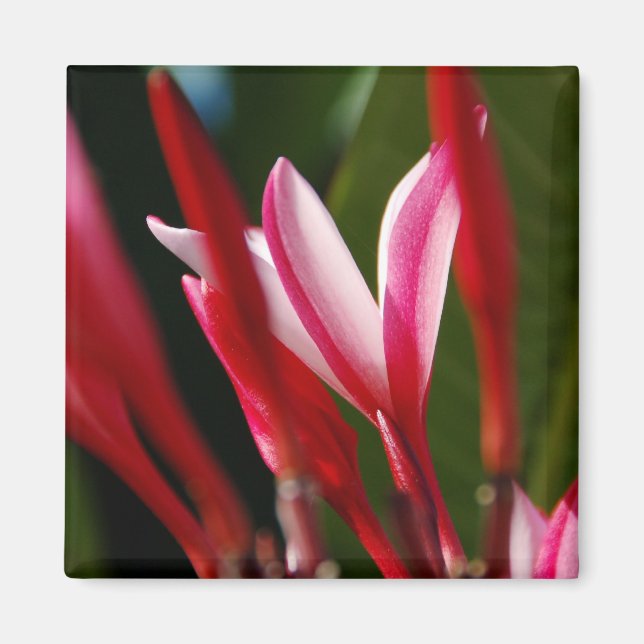 Imán Pink Plumeria Magnet (Frente)