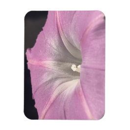 Imán Pink Satin Morning Glory