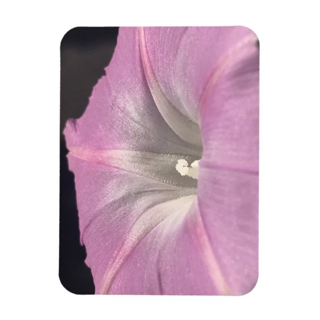 Imán Pink Satin Morning Glory (Vertical)