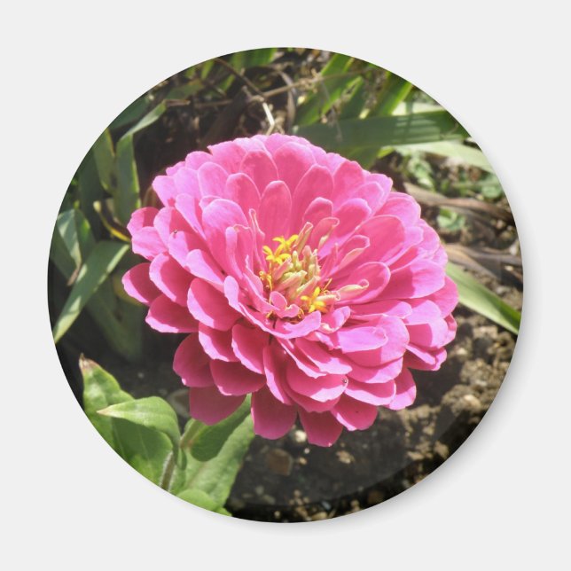 Imán Pink Zinnia Magnet (Frente)