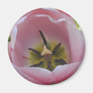 Imán pinktulip