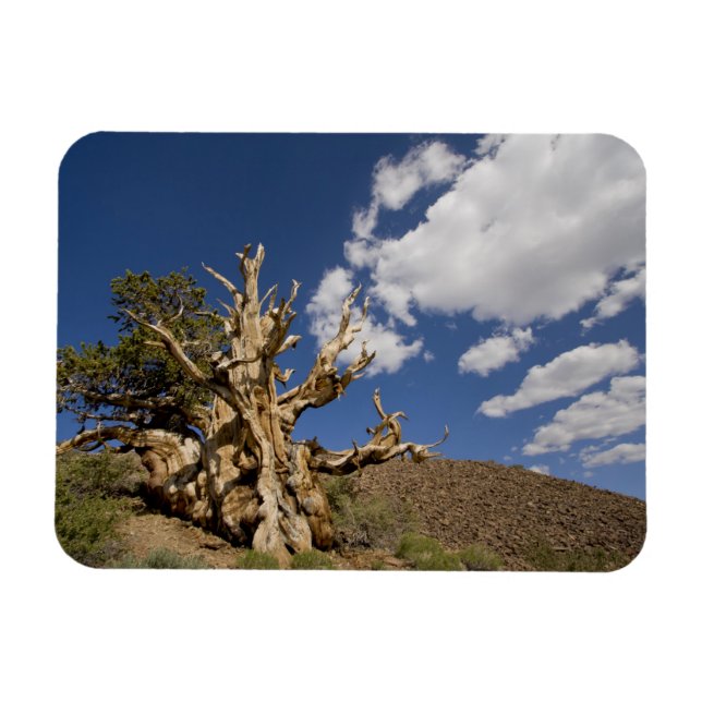 Imán Pino Bristlecone en el Bosque Antiguo Bristlecone, (Horizontal)