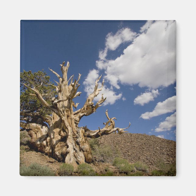Imán Pino bristlecone en el bosque antiguo de Bristleco (Frente)
