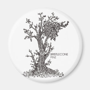Imán Pino de Bristlecone