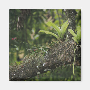 Imán Pino Rosa, Bletia purpurea, floreciendo en Mango