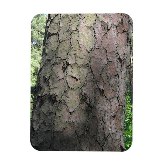 Imán Pino Tree, Jardín Botánico Palanga, LITUANIA - (Vertical)