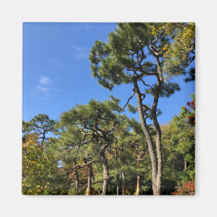 Imán Pinos en el cielo otoñal