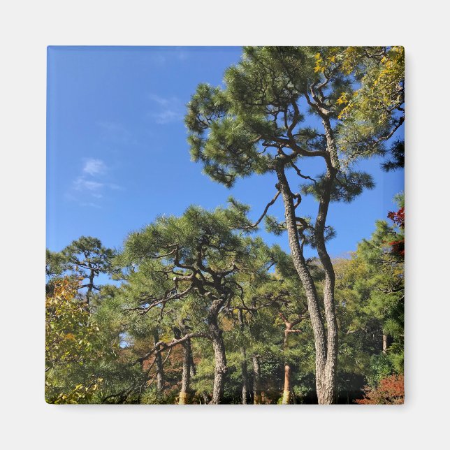 Imán Pinos en el cielo otoñal (Frente)