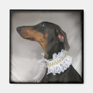 Imán Pinscher azul elegante del Doberman