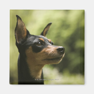 Imán Pinscher miniatura (Minuto-Pin)