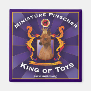 Imán Pinscher miniatura, rey de juguetes