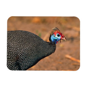 Imán Pintada común (Numida meleagris). África,
