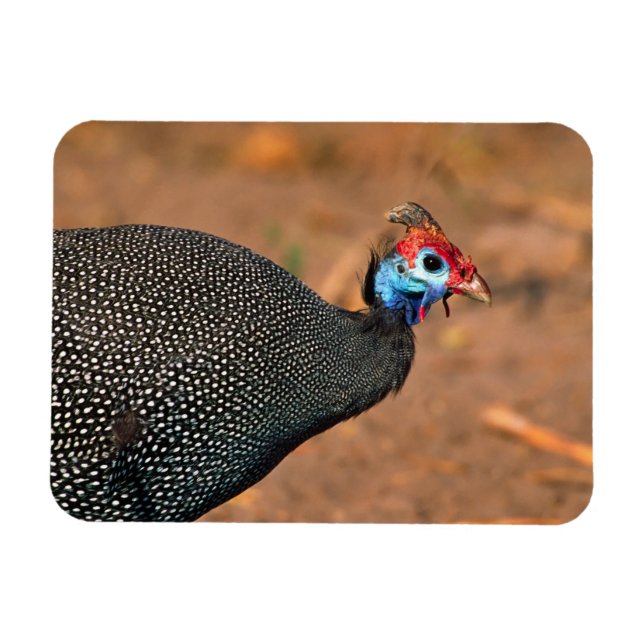 Imán Pintada común (Numida meleagris). África, (Horizontal)