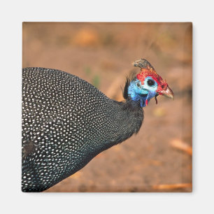 Imán Pintada común (Numida meleagris). África,
