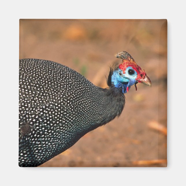 Imán Pintada común (Numida meleagris). África, (Frente)
