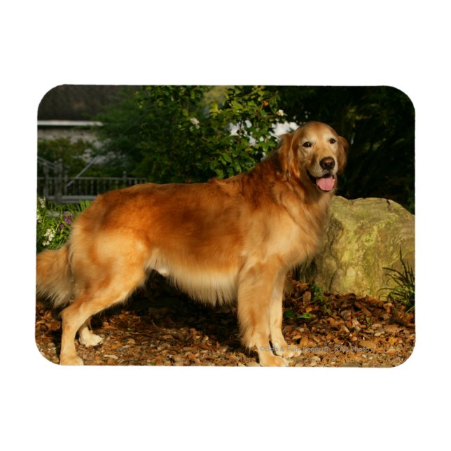 Imán Pintado de Golden Retriever (Horizontal)