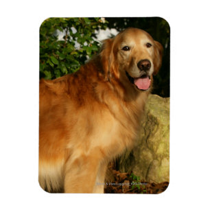 Imán Pintado de Golden Retriever