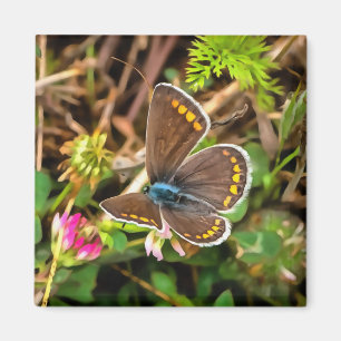 Imán Pintado de poliommatus Icarus de mariposa azul com