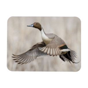 Imán Pintail Drake Take Flight