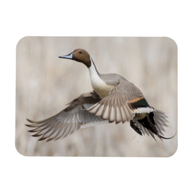 Imán Pintail Drake Take Flight (Horizontal)