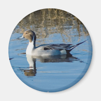 Imán Pintail septentrional