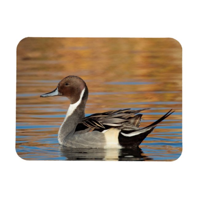 Imán Pintail septentrional masculino (Horizontal)