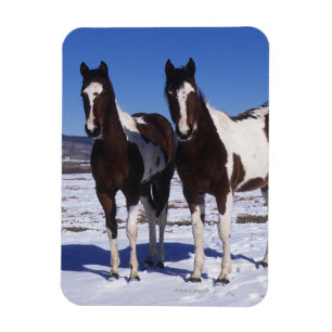 Imán Pintando caballos de pie en la nieve
