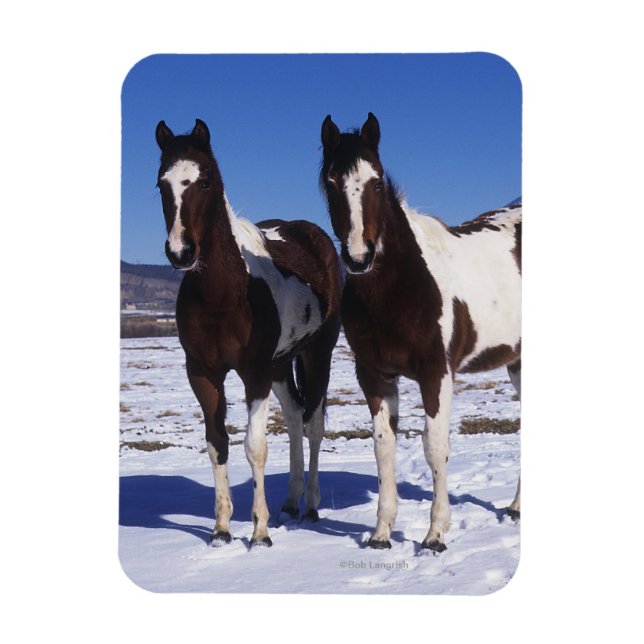 Imán Pintando caballos de pie en la nieve (Vertical)